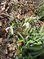 Galanthus