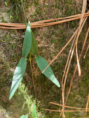 Bignonia capreolata