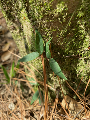 Bignonia capreolata