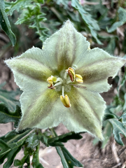 Chamaesaracha coronopus