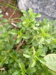 Sideritis