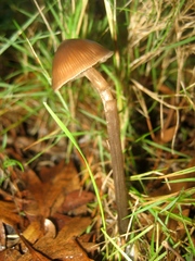 Entoloma cetratum