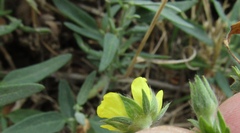 Potentilla inclinata
