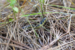 Thamnophis pulchrilatus