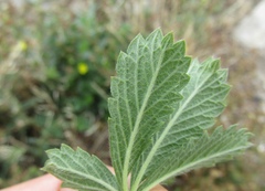 Potentilla inclinata