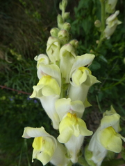 Antirrhinum majus
