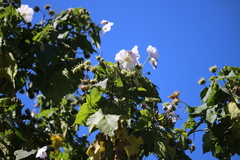 Corynabutilon vitifolium