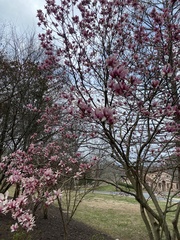 Magnolia liliiflora