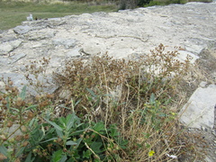 Potentilla inclinata