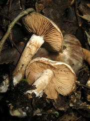 Cortinarius argentatus