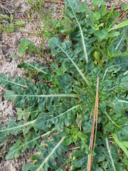 Oenothera laciniata