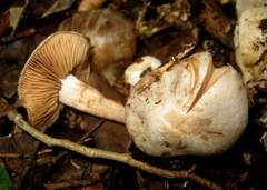 Cortinarius argentatus