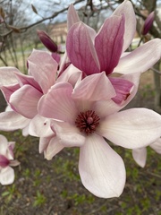 Magnolia liliiflora