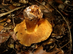 Cortinarius eufulmineus