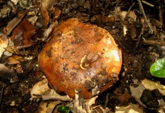 Cortinarius eufulmineus