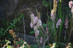 Francoa appendiculata