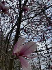 Magnolia liliiflora