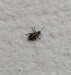 Disonycha argentinensis