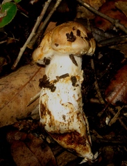 Cortinarius caligatus