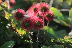 Acaena ovalifolia