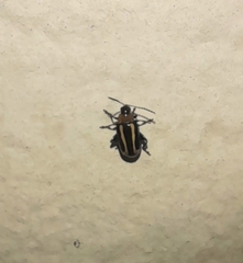 Disonycha argentinensis