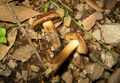 Inocybe pyriodora