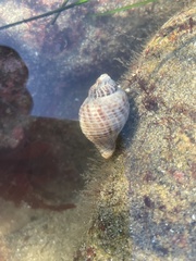 Acanthinucella spirata