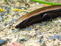 Chalcides viridanus
