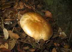 Agaricus essettei