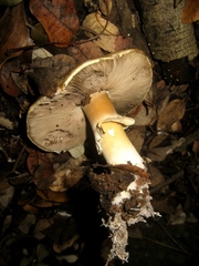 Agaricus essettei