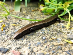 Chalcides viridanus