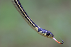 Thamnophis pulchrilatus
