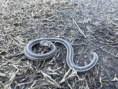 Tropidoclonion lineatum