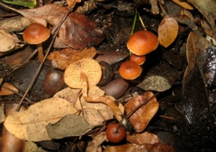 Tubaria romagnesiana