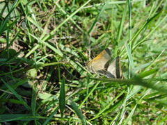 Polites themistocles