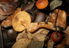 Tubaria romagnesiana