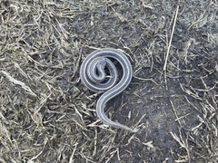 Tropidoclonion lineatum