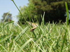 Polites themistocles