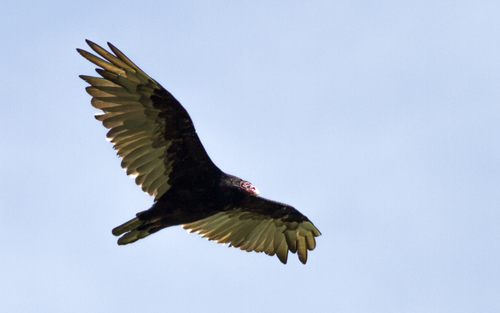 Turkey Vulture photographed in Maine