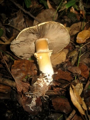 Agaricus essettei