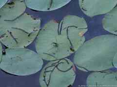 Neogerris hesione