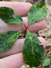 Ditrysinia fruticosa