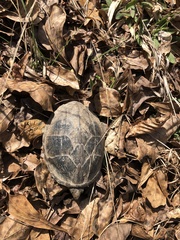 Sternotherus