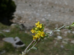 Alyssum serpyllifolium