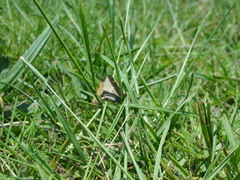 Polites themistocles