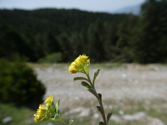Alyssum serpyllifolium
