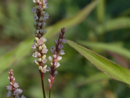 Persicaria barbata iNat (1)