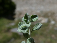 Alyssum serpyllifolium