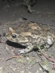 Sclerophrys gutturalis