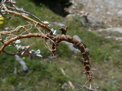Alyssum serpyllifolium